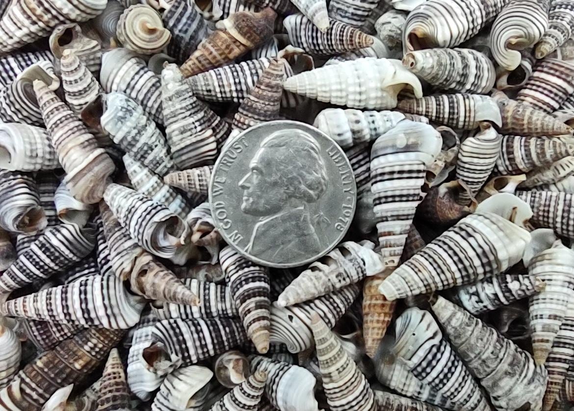 Channeled Cerith Seashells Spiral Cerithium Molniferus (approx. Half ...