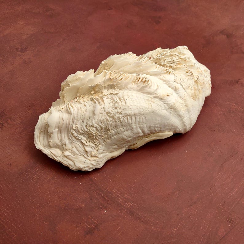 De Rasa Shells Derasa Clam Seashell Half White Tridacna Derasa (1 Shell Approx. 8 ...