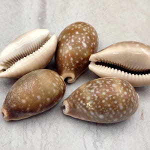 Calf Cowrie Seashells Light Brown Cypraea Vitellus (5 shells approx. 2+ inches) Spotted Calf Cowrie shell for sea art & coastal displays!