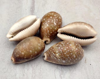 Calf Cowrie Seashells Light Brown Cypraea Vitellus (5 shells approx. 2+ inches) Spotted Calf Cowrie shell for sea art & coastal displays!