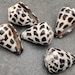 see more listings in the Cowrie & Cone Shells section