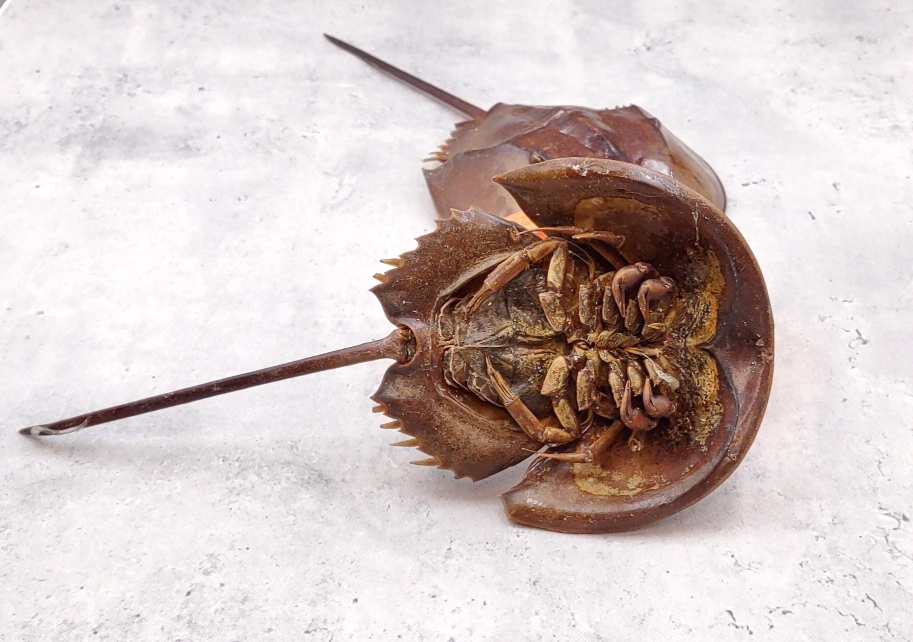 Horseshoe Crab Brown Tachypleus Tridentatus (1 Crab Approx. 10