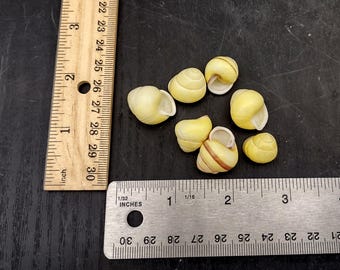 Yellow Banded Snail (7 shells approx. 0.75+ inches) Most adorable snail shell for any coastal collection or display!