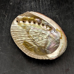 Green Abalone Seashell Natural Haliotis Fulgens (1 shell approx. 4.5+ inches) Green Abalone Shell for beach decor arts crafts & collecting!