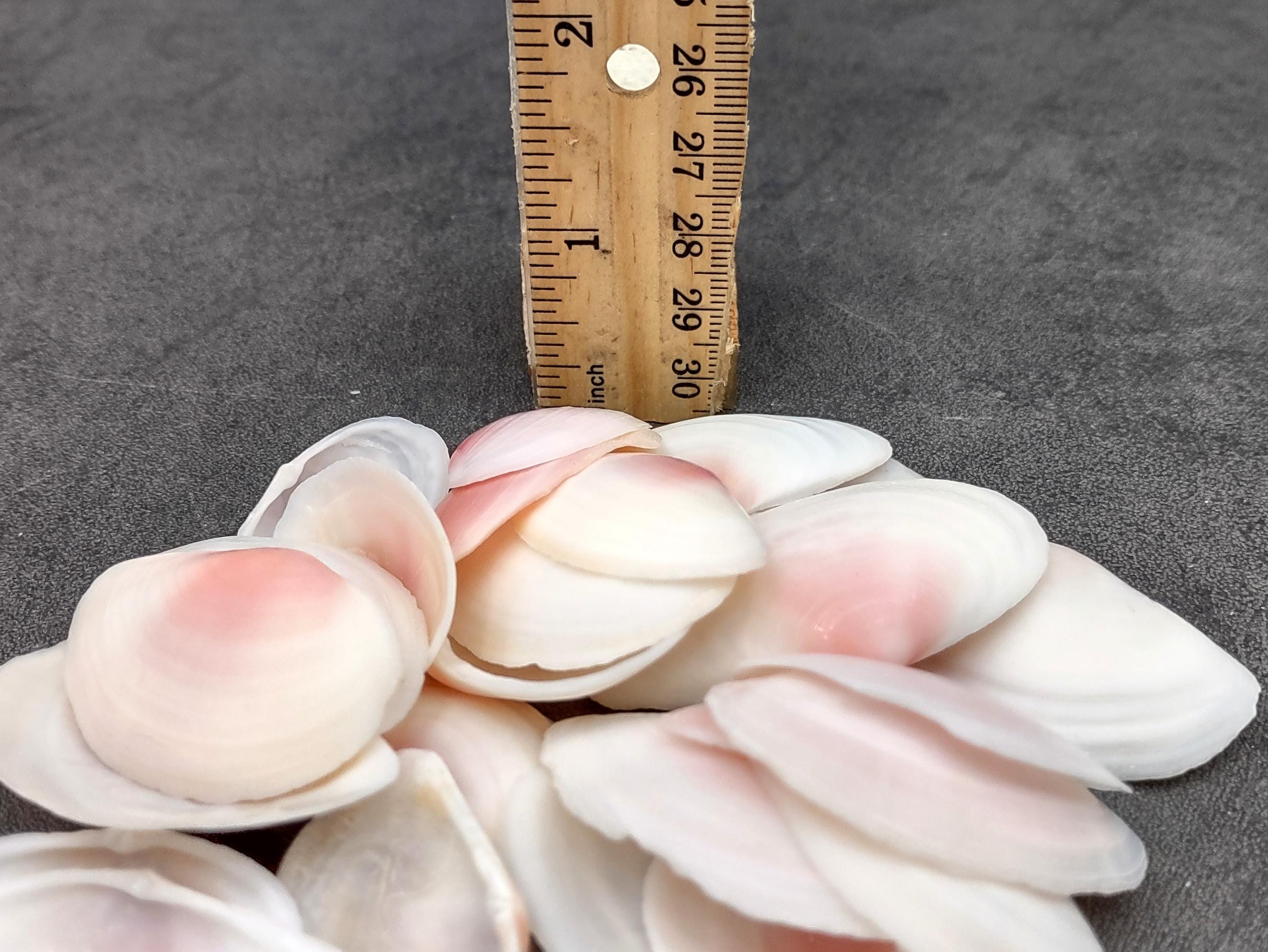 Rose Tellin Shell Rose Petal Tellin Seashell Halves Pink Eurytellina Lineata (approx. 20 ...
