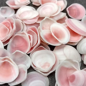 Rose Petal Tellin Seashell Halves Pink Eurytellina Lineata (approx. 20+ HALF shells 0.75+ inches) Rose Pink Tellin Shells for arts & crafts!