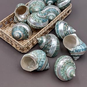 Polished Jade Green Turbo Seashell with Pearlized Stripe Turbo Burgessi (1 shell approx. 3+ inches) Shell for hermit crabs or collecting! image 10