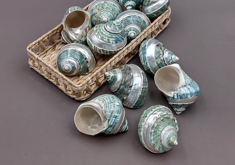 Polished Jade Green Turbo Seashell with Pearlized Stripe Turbo Burgessi (1 shell approx. 3+ inches) Shell for hermit crabs or collecting! image 10
