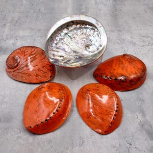 Polished Orange Midas Abalone Seashell Haliotis Midae (1 set of 5 approx. 5+ inches) B GRADE Orange Abalone Shells for crafts & collecting!