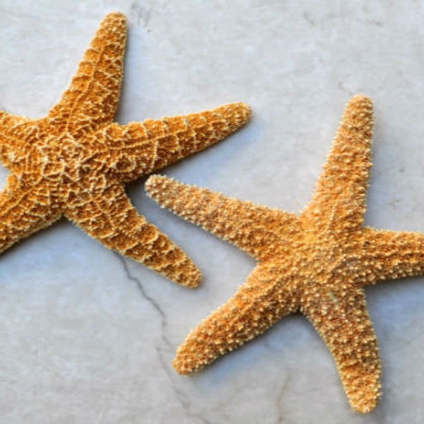 Medium Sugar Starfish - Piaster Ochraceus - (2 starfish approx. 3-4 inches)