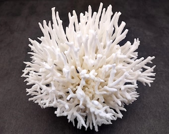 White Birdsnest Coral Cluster Seriatopora Hystrix (1 coral approx. 5-6+ inches) White Bird Nest Coral for display weddings & home décor!
