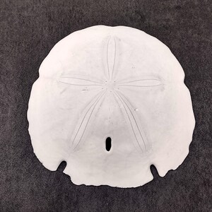 Arrowhead Sand Dollar Shell Extra Large Encope Michelini (1 shell approx. 5+ inch) Large White Sand Dollar for coastal crafts & display!