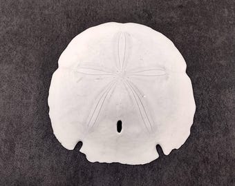 Arrowhead Sand Dollar Shell Extra Large Encope Michelini (1 shell approx. 5+ inch) Large White Sand Dollar for coastal crafts & display!