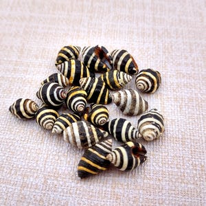 Bee Hive/Bumble Bee Seashells - Engina Mendicaria - (20 shells approx. .25-.5 inches). Multiple black and white stripped shells in pile. Copyright 2024 SeaShellSupply.com.