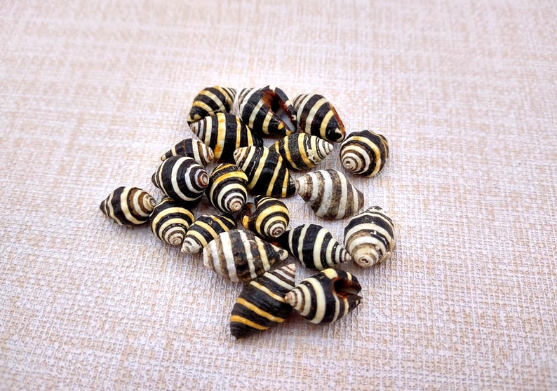 Bee Hive/Bumble Bee Seashells - Engina Mendicaria - (20 shells approx. .25-.5 inches). Multiple black and white stripped shells in pile. Copyright 2024 SeaShellSupply.com.