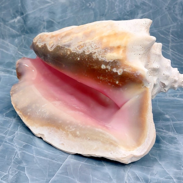 Queen Pink Conch Seashell Slit Back Strobus Gigas (1 shell approx. 8+ inches) Great shells for home decor gardening & display!