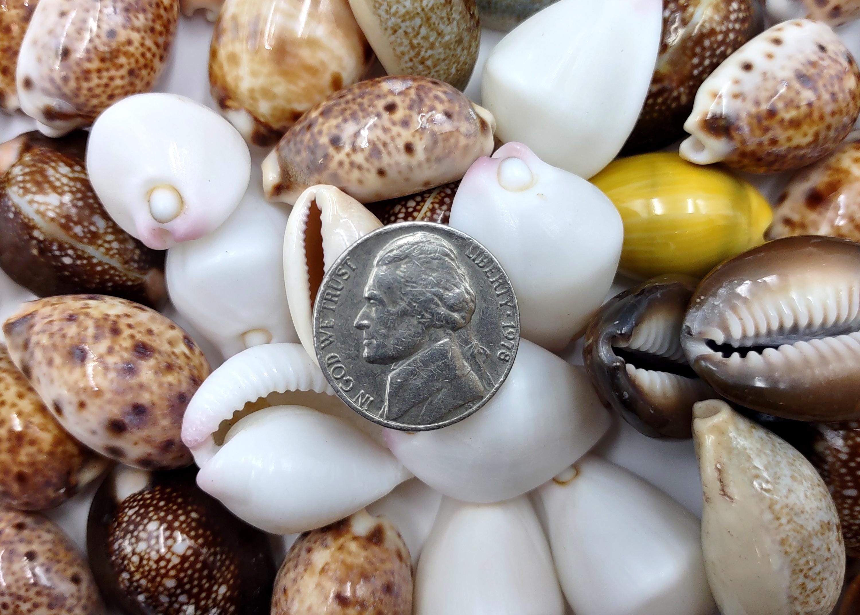 Cowrie Seashells Assorted Mix (approx. Half Cup +/-10 Shells 0.75 ...