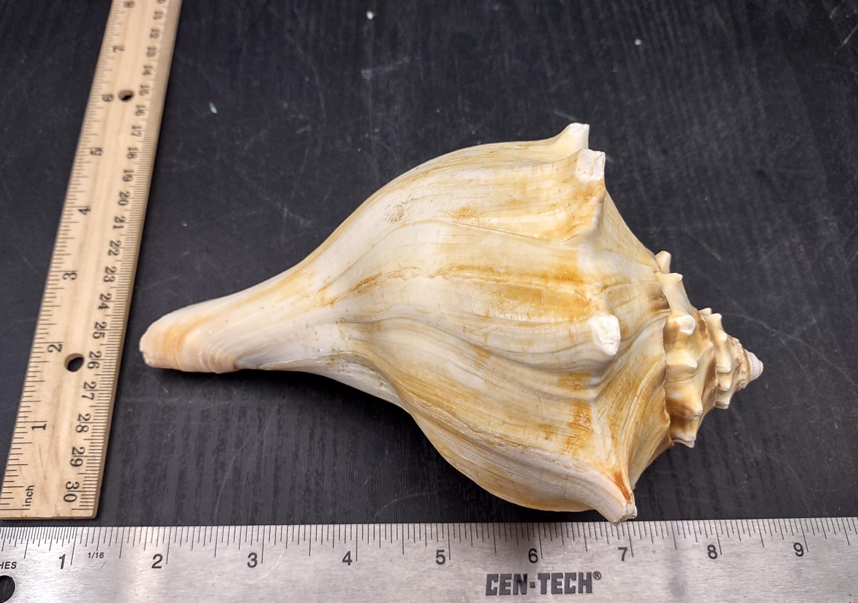 Right Handed Whelk Seashell Creamy Yellow Atlantic Busycon Carica (1 ...