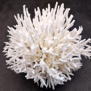 White Birdsnest Coral Cluster Seriatopora Hystrix (1 coral approx. 5-6+ inches) Great for ocean decor art projects crafts & collecting!