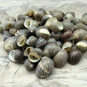 Black & White Zigzag Nerite Seashells Neritina Communis (approx. half cup 65+ shells 0.5 inches) Zig Zag Nerite Shells for coastal crafting!
