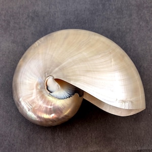 Pearlized Nautilus Seashell Polished Nautilus Pompilius (1 shell approx. 6+ inches) Nautilus shell for coastal decor art & collections!