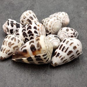 Hebrew Cone Spotted Seashell Mix Conus Ebraeus (10 shells approx. 0.75-1.50+ inches) B GRADE MIX Hebrew Cone shells for crafting & decor!