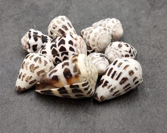 Hebrew Cone Spotted Seashell Mix Conus Ebraeus (10 shells approx. 0.75-1.50+ inches) B GRADE MIX Hebrew Cone shells for crafting & decor!