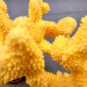 Coral de coliflor sintética amarilla Pocillopora Eydouxi 1 coral sintética de aproximadamente 9 pulgadas de ancho x 5 de alto x 4 profundidad imagen 8