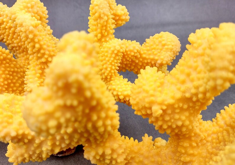 Coral de coliflor sintética amarilla Pocillopora Eydouxi 1 coral sintética de aproximadamente 9 pulgadas de ancho x 5 de alto x 4 profundidad imagen 8