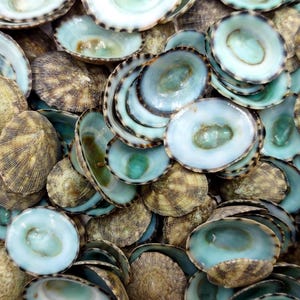 May include: A collection of numerous limpet shells, each featuring a smooth, pale blue-green interior and a textured, brown and tan patterned exterior. The shells are layered together, displaying both their concave inner surfaces and convex outer sides.