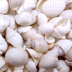 Small White Assorted Seashell Mix (approx. 1 kilogram shells 0.50+ inches) Bulk Small White Shell Assortment for arts crafts & jewelry!