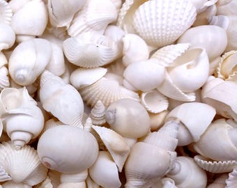 Small White Assorted Seashell Mix (approx. 1 kilogram shells 0.50+ inches) Bulk Small White Shell Assortment for arts crafts & jewelry!