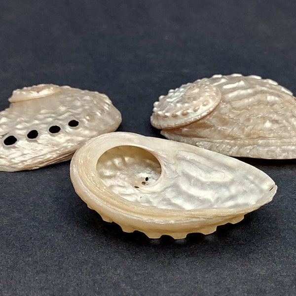 Pearled Oval Abalone Seashells Haliotis Ovina (3 shells approx. 2.25-2.75+ inch)  Pearlized seashell great for coastal crafting and display!