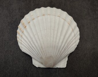 Irish Deep Baking Scallop Seashells - Pecten Yessoensis - (4 shells approx. 3 - 4 inches)