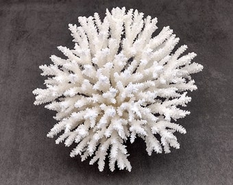 White Table Coral Large Cluster Acropora Latistella (1 coral approx. 9-11+ inches) White Coral for coastal display arts crafts & collecting!