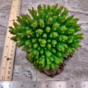 Green FAUX Table Coral - Acropora Hyacinthus - (1 FAUX Coral approx. 5Wx6Dx4T inches). Green thick fluffed coral set on rock. Copyright 2024 SeaShellSupply.co