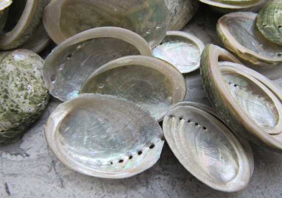 Mini Baby Abalone Green and Silver Seashells (.5 pound approx. 85+ shells  1+ inch) Small shells ideal for jewelry, art, crafts & collecting!