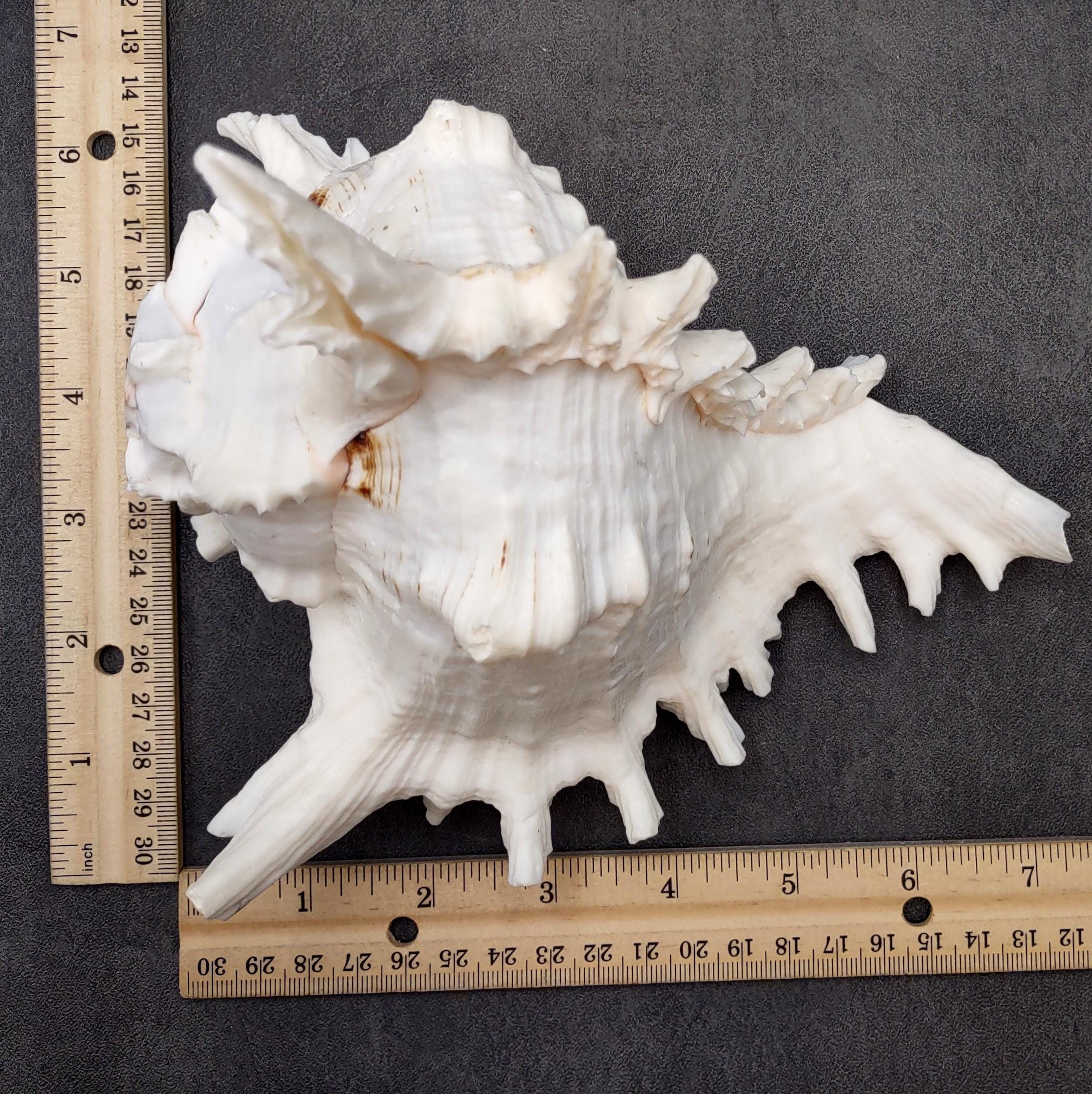 White Murex Seashell Horn Trumpet Musical Instrument (1 Shell Approx. 7 ...