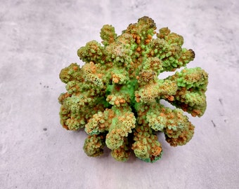 Green Tan FAUX Coral Cluster Pocillopora Elegans (1 FAKE coral approx. 5Wx3Dx4T inches) Perfect coral cluster for any coastal collection!
