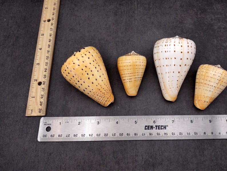 Beech Cone Seashell Conus Betulinus (1 Shell Approx. 2.75+ Inches) Cone ...
