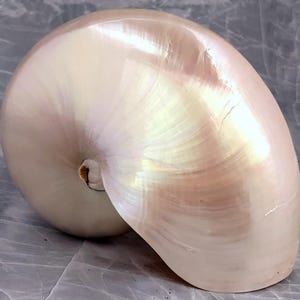 Pearlized Nautilus Seashell Polished Nautilus Pompilius (1 shell approx. 7+ inches) Pearlized Nautilus Shell for decor display & collecting!