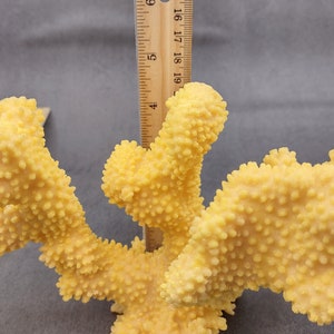 Coral de coliflor sintética amarilla Pocillopora Eydouxi 1 coral sintética de aproximadamente 9 pulgadas de ancho x 5 de alto x 4 profundidad imagen 9