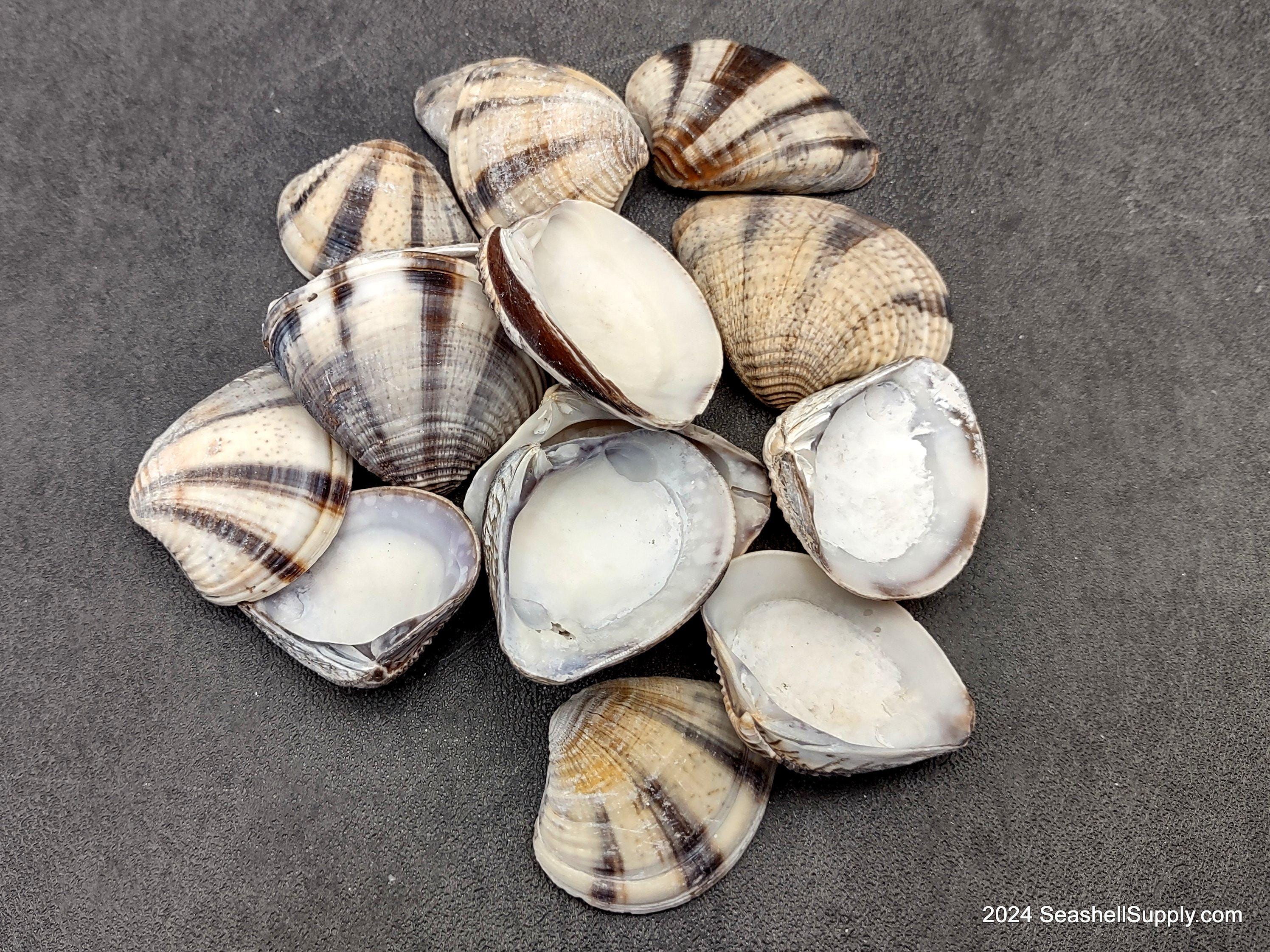 Striped Clam Shells (15 shells approx. 1.25+ inches) Clam shells great for collecting display and coastal crafting.