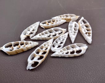 May include: A collection of white, elongated seashells with intricate, open patterns. The shells have a natural, organic shape and are arranged on a dark brown surface. The shells vary in size and have a textured appearance.