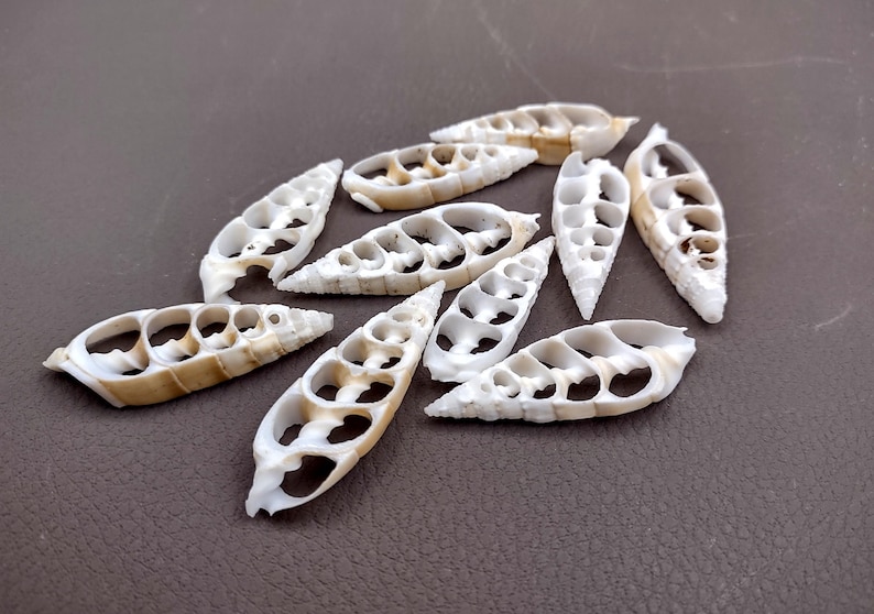 Ribed Shell Center Cut Cerithium Seashells White Sliced Cerithium Vertagas (10 ...