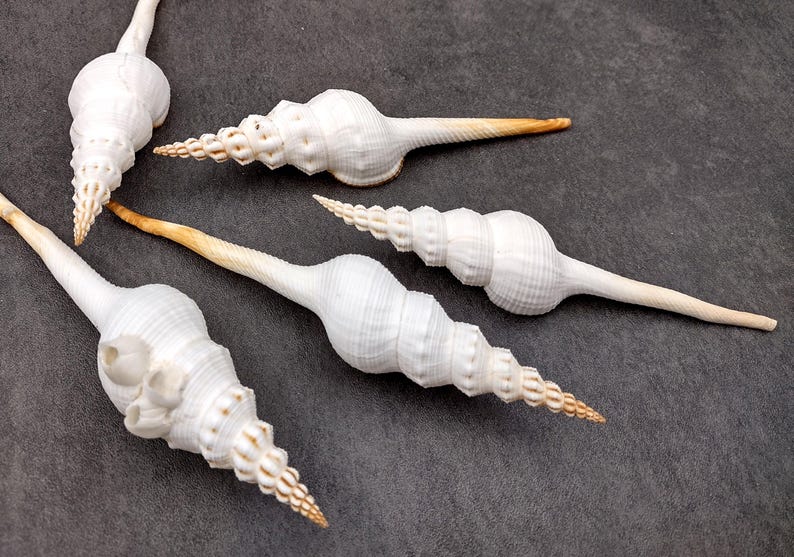 Du Petits Spindle Seashell White Goniofusus Dupetitthouarsi (1 Shell ...