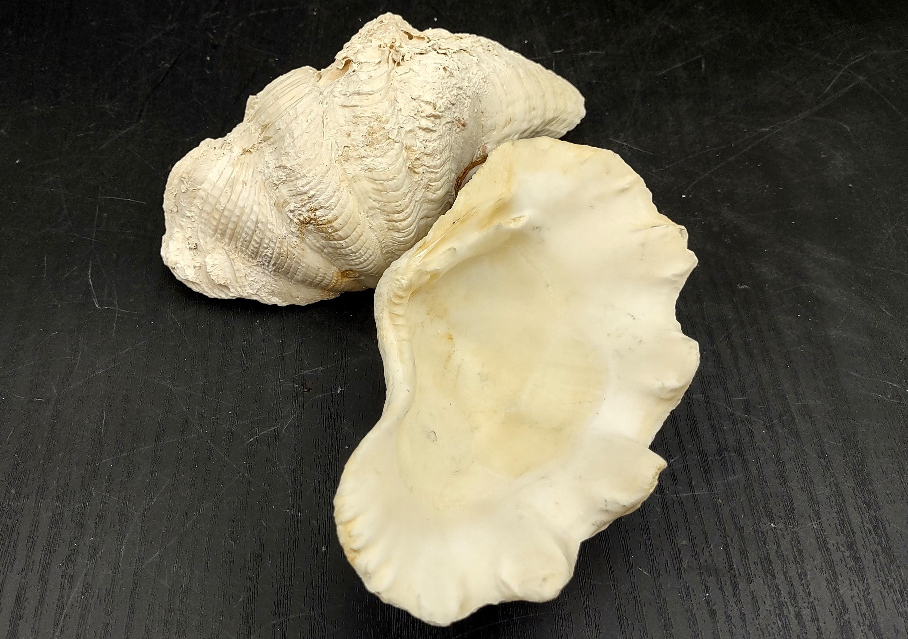 Ruffle Clam Seashell Half Tridacna Squamosa (1 Shell Approx. 5+ Inches ...