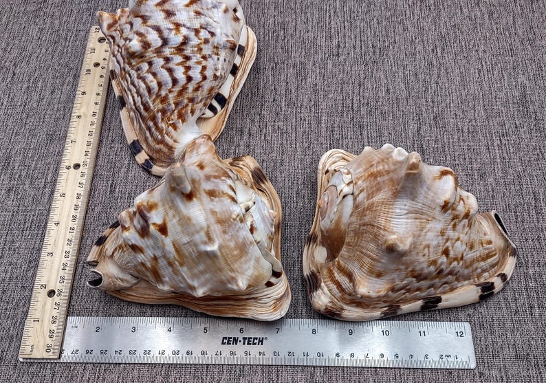 Dull Shell King Helmet Seashell Cassis Tuberosa (1 Shell Approx. 5+ Inches ...