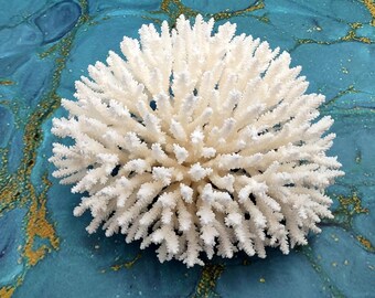White Table Coral Large Cluster Acropora Latistella (1 coral approx. 9-10+ inches) Delicate White Table Coral for coastal display & decor!