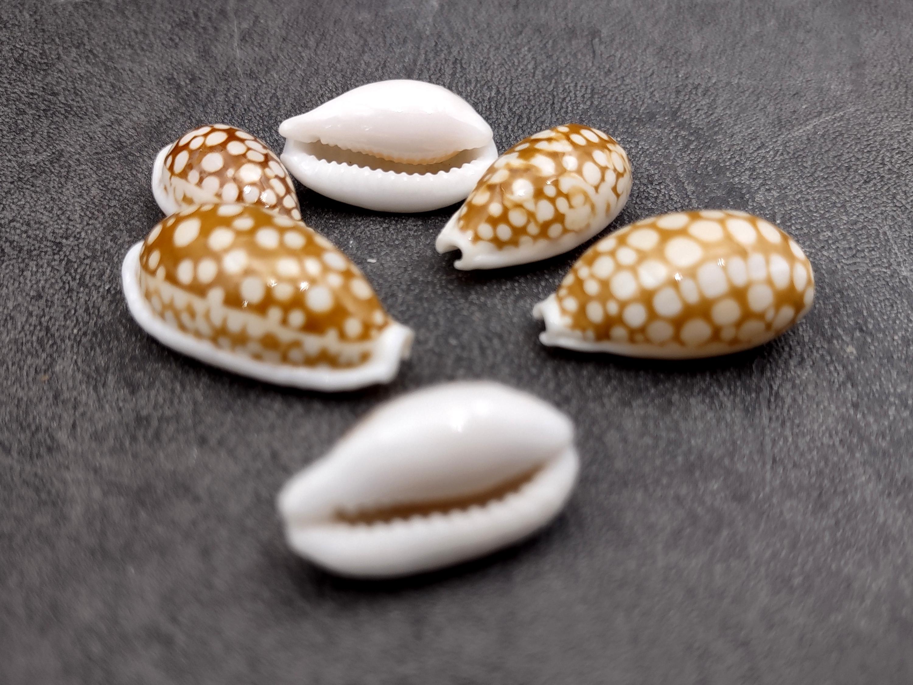 Shell Seive Large Sieve Cowrie Seashell Spotted Cypraea Cribraria (1 Shell Approx ...
